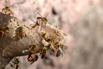 Jatai stingless bee or angelita bee (Tetragonisca angustula) at the wax entrance to their hive in Brazil