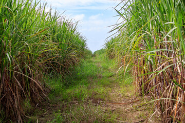 Cane field
