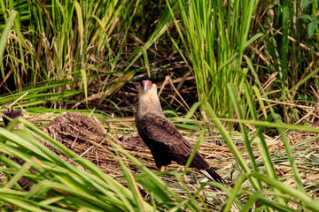 Hawk Carcarara - Caracara plancus
