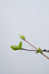 Blooming leaves of a spring tree on a white background, close-up