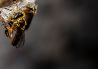 Jatai stingless bee or angelita bee (Tetragonisca angustula) at the wax entrance to their hive in Brazil