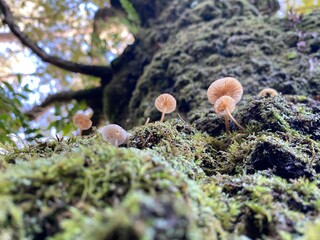 Mushrooms on a winter tree