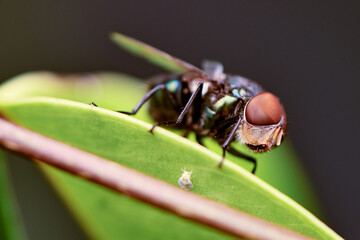 green fly between the leaves