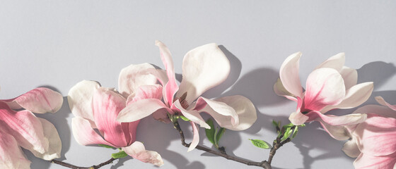 Magnolia springtime minimalistic still life or internet banner. Beautiful pink magnolia flowers in bright sunlight on the soft blue background