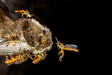 Jatai stingless bee or angelita bee (Tetragonisca angustula) at the wax entrance to their hive in...