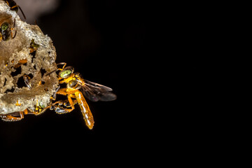 Jatai stingless bee or angelita bee (Tetragonisca angustula) at the wax entrance to their hive in Brazil