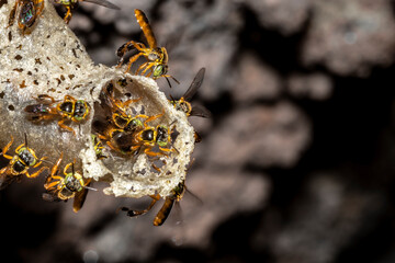 Jatai stingless bee or angelita bee (Tetragonisca angustula) at the wax entrance to their hive in...