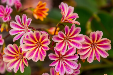 Fototapeta premium Details from flowers able to be seen in the Botanical garden in Akureyri, Iceland during summer season