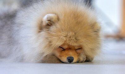 portrait of pomeranian spitz puppy