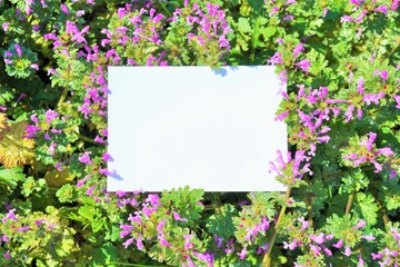 紫の小さなホトケノザの花と長方形の何も書かれていないカードのモックアップ