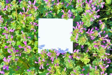 満開のホトケノザの花と正方形の白紙のモックアップ