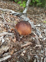 mushroom in the forest