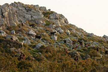 Group of goats on a mountain hill