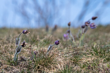 Gew&ouml;hnliche Kuhschelle, Pulsatilla vulgaris, verbl&uuml;ht