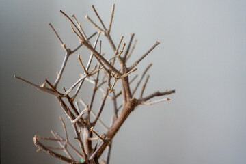 a small old olive plant