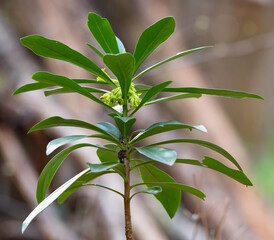Lorbeer-Seidelbast, Daphne laureola