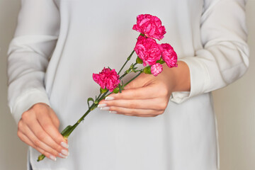 woman holds a beautiful pink carnation in her hand. Women's hands with a beautiful carnation on a light background. March 8. February 14. Mother's Day. Valentine's Day.