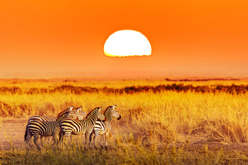 Zebra group with amazing sunset in african savannah. Serengeti National Park, Tanzania. Wild nature african landscape and safari concept - obrazy, fototapety, plakaty