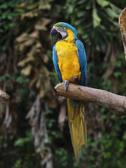 El guacamayo
