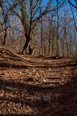 Winter forest. There are no leaves on trees. Sun casts a shadow from trunks on ground