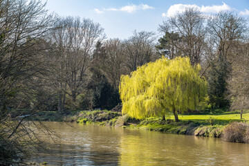 Two weeping willow trees bursting into leaf in springtime on the banks of the River Stour in...