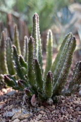 Stapelia grandflora Masson just about to flower