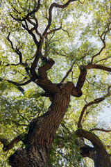 Fototapeta na wymiar Quercus virginiana, also known as the Southern Live Oak
