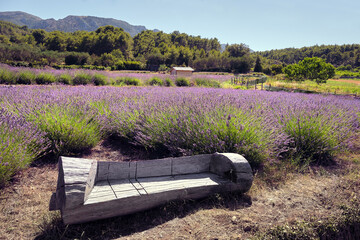 Wooden bench in mountain lavender field. Hvar island in Croatia. Lavender oil is used in aromatherapy as perfume ingredient. Calm summer rustic natural landscape. - obrazy, fototapety, plakaty