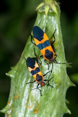 Large Milkweed Bug (Oncopeltus fasciatus)