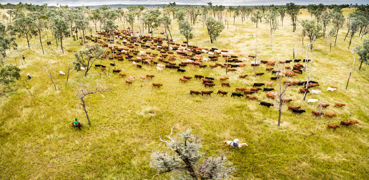 Aerial view of cattle herd being mustered.