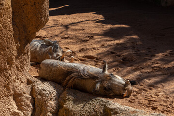 VALENCIA, SPAIN - FEBRUARY 26 : Sleeping Warthogs at the Bioparc in Valencia Spain on February 26,...
