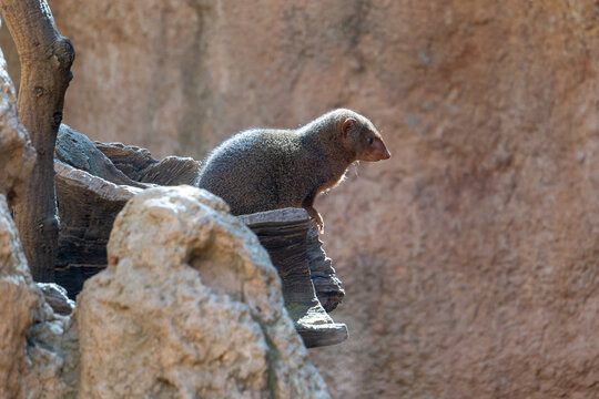 VALENCIA, SPAIN - FEBRUARY 26 : Watchful Common Dwarf Mongoose at the Bioparc in Valencia Spain on February 26, 2019