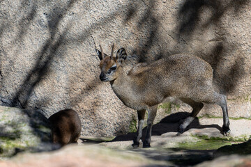 VALENCIA, SPAIN - FEBRUARY 26 : Klipspringer at the Bioparc in Valencia Spain on February 26, 2019