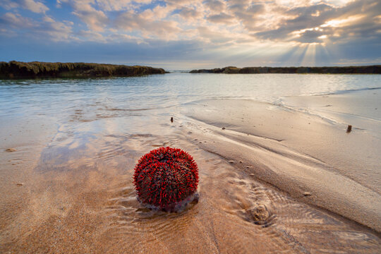 Ground level view of a red sea urchin lying on a beach with a sunset behind