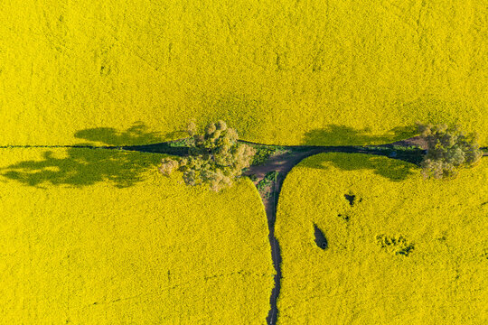Aerial view of a bright yellow canola crop and a gum tree on a fence line corner