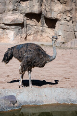 VALENCIA, SPAIN - FEBRUARY 26 : Female Ostrich at the Bioparc in Valencia Spain on February 26, 2019