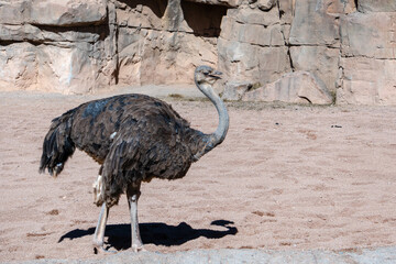 VALENCIA, SPAIN - FEBRUARY 26 : Female Ostrich at the Bioparc in Valencia Spain on February 26, 2019
