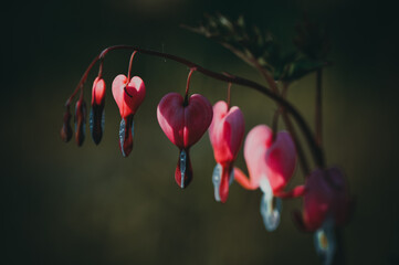 Flower broken heart.Flower bleeding heart.
