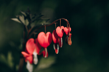 Flower broken heart.Flower bleeding heart.