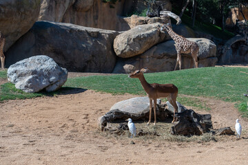 VALENCIA, SPAIN - FEBRUARY 26 : Mhorr Gazelle at the Bioparc in Valencia Spain on February 26, 2019