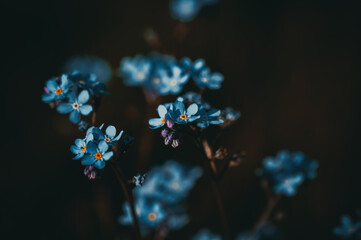 Forget-me-not. Blue flower.
Macro photography.