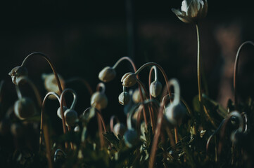 
Young shoots. Spring time of the year. New plants.