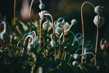
Young shoots. Spring time of the year. New plants.