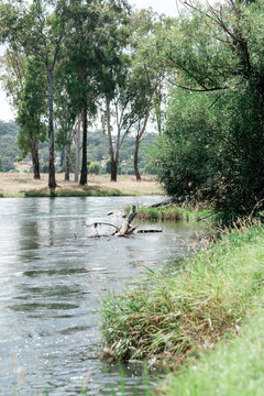 A Log And Serene Tides Along Tumut River