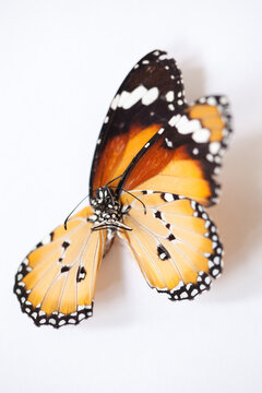 Butterfly on a white background