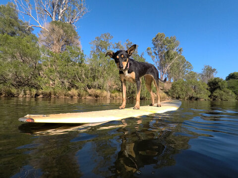 Dog on a surfboard in a river