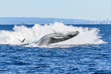 Whale breaching and slapping into the ocean after another whale has breached.