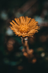 Early spring. Flower Mother and Stepmother. First flowers.Macro nature.