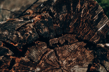 Wood background. 
Old tree in the forest.