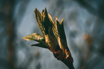 Buds on the trees. Spring awakening. Macro nature.